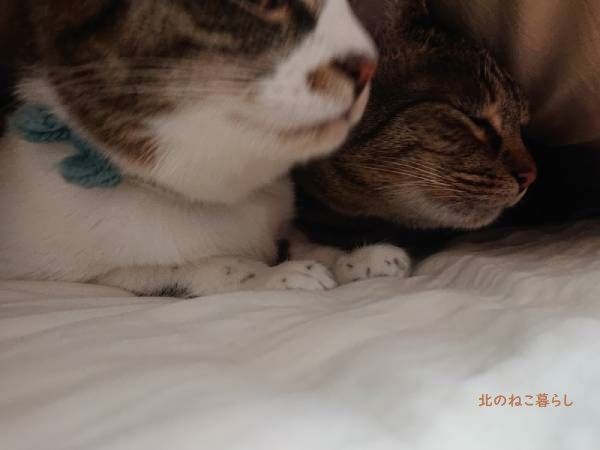 北のねこ暮らし