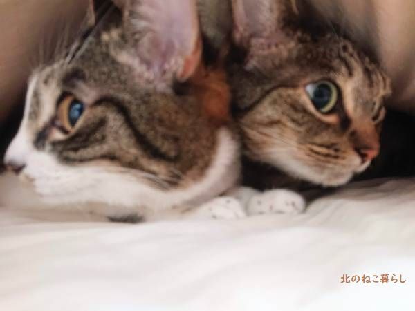 北のねこ暮らし