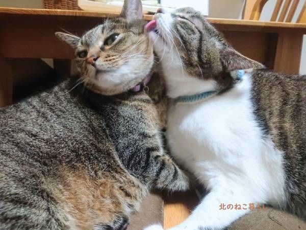 アログルーミング