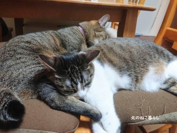 北のねこ暮らし