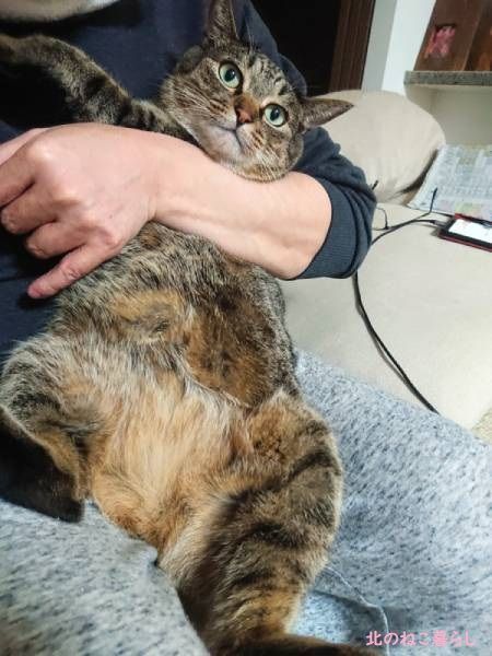 ビビリ猫の来客対策 チャイムを鳴らさない 北のねこ暮らし
