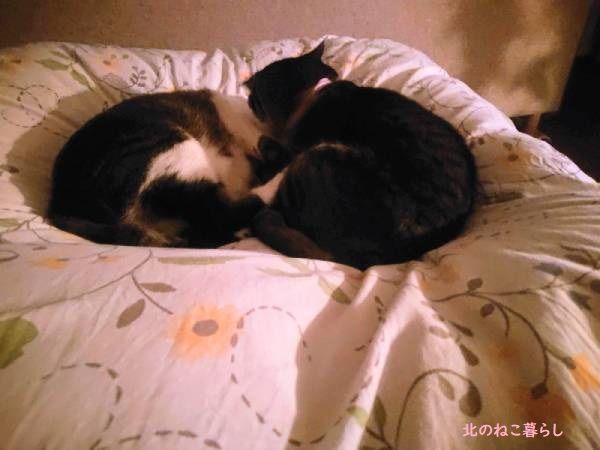 北のねこ暮らし