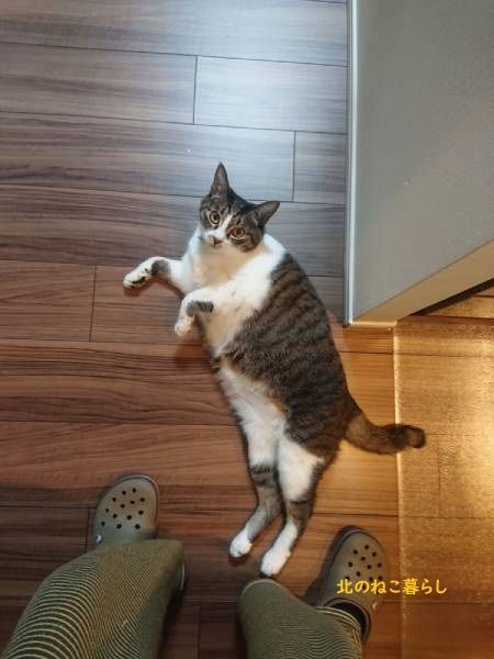 北のねこ暮らし