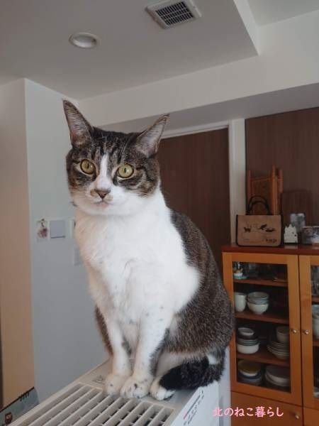 北のねこ暮らし