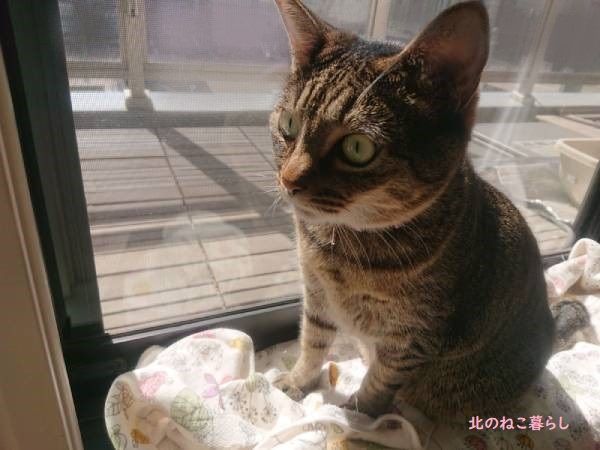 北のねこ暮らし