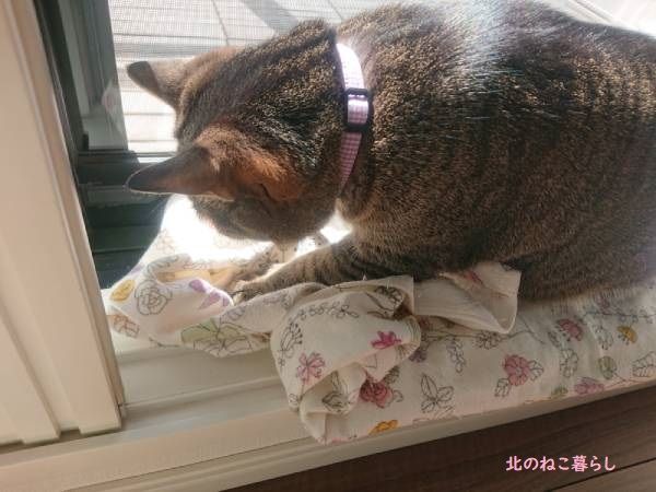 北のねこ暮らし