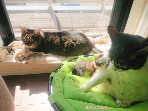 北のねこ暮らし