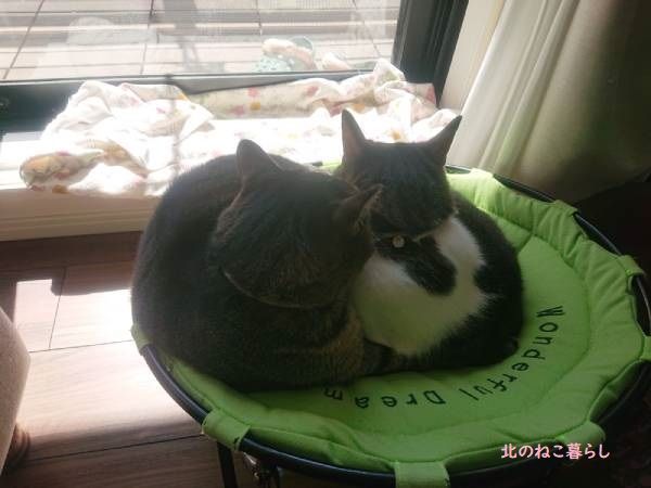 ハンモック　猫