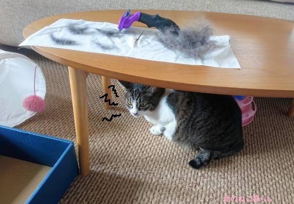 北のねこ暮らし