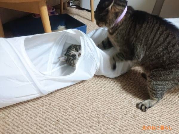 北のねこ暮らし