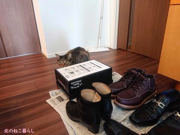 北のねこ暮らし