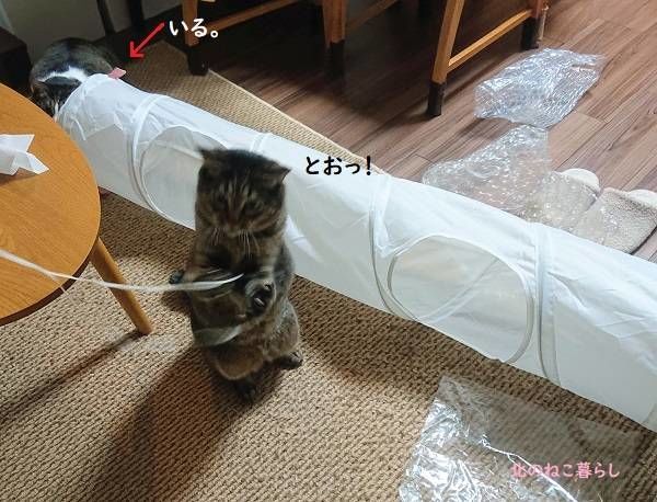 真剣白刃取り 猫