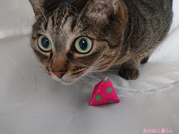 キャットニップ マキビシ