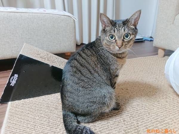 北のねこ暮らし