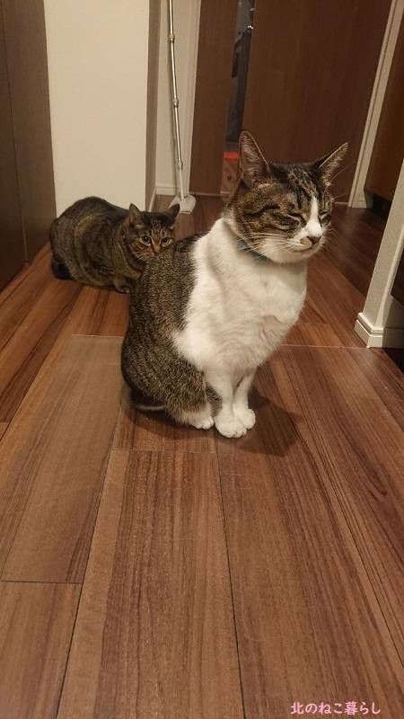 猫 待て