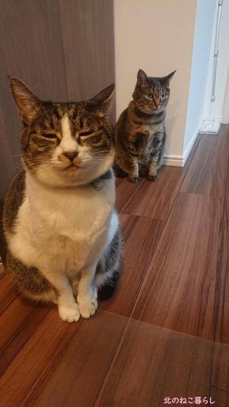 北のねこ暮らし
