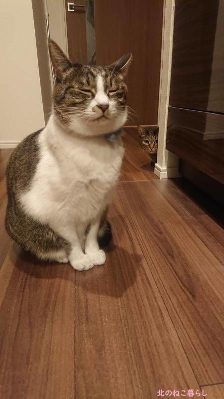 北のねこ暮らし