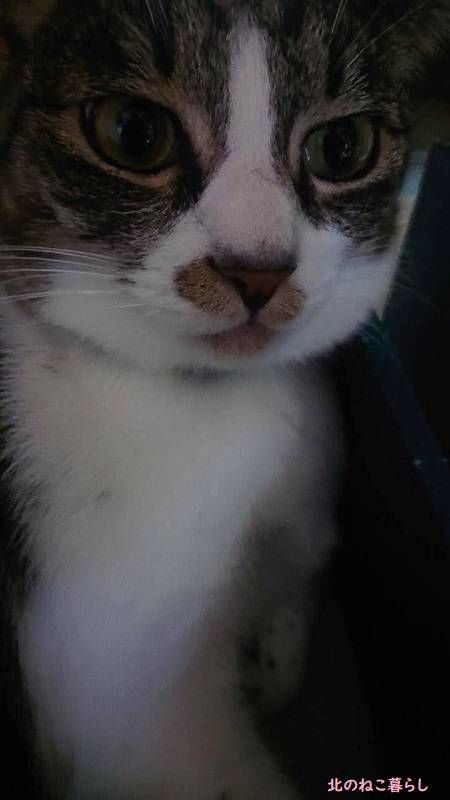 北のねこ暮らし