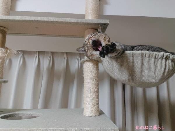 北のねこ暮らし