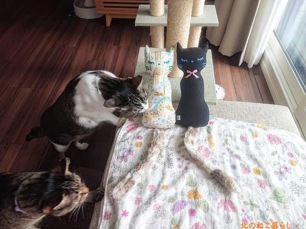 北のねこ暮らし