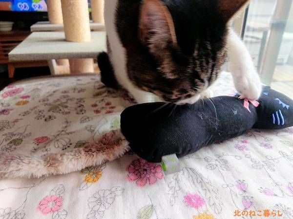 北のねこ暮らし