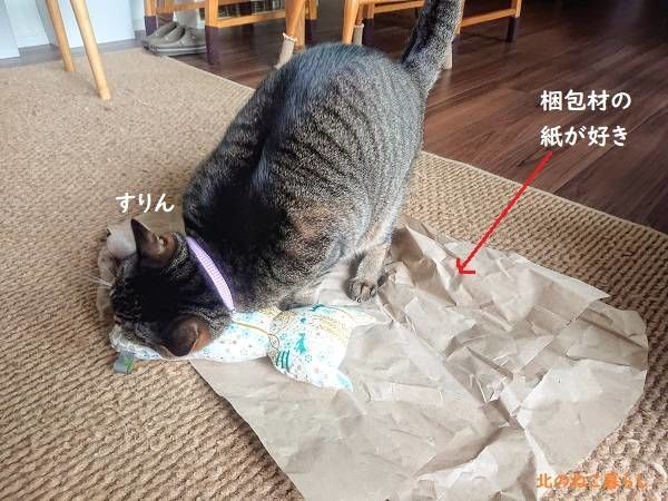 北のねこ暮らし
