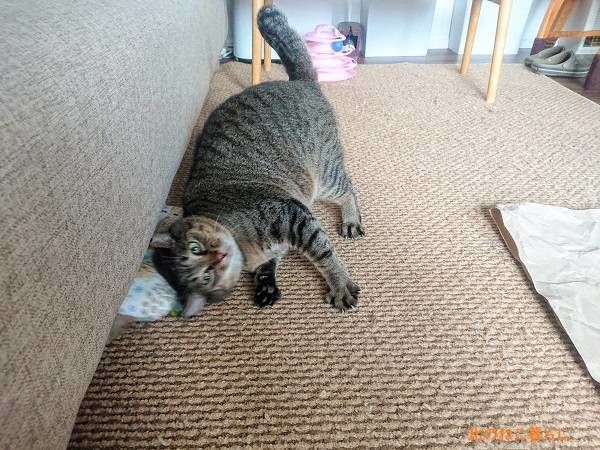 北のねこ暮らし
