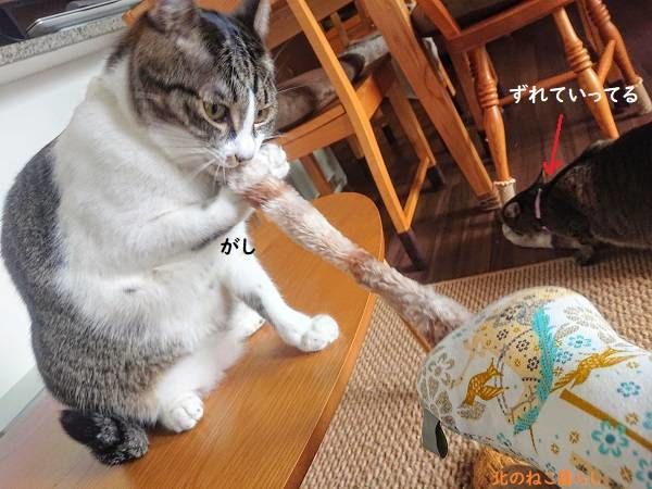 北のねこ暮らし