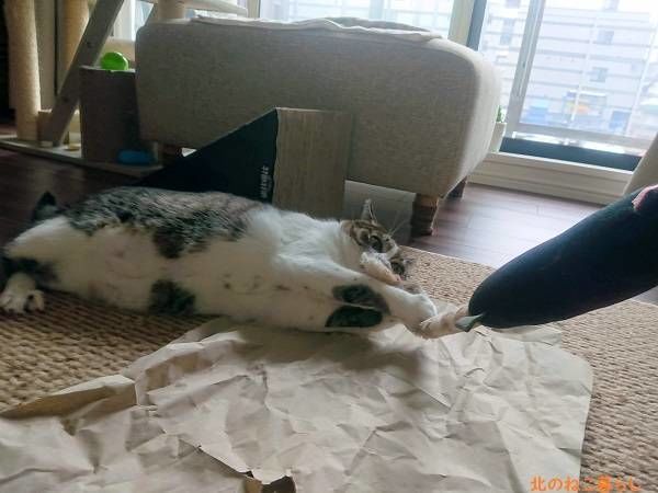 北のねこ暮らし