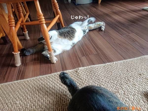 北のねこ暮らし