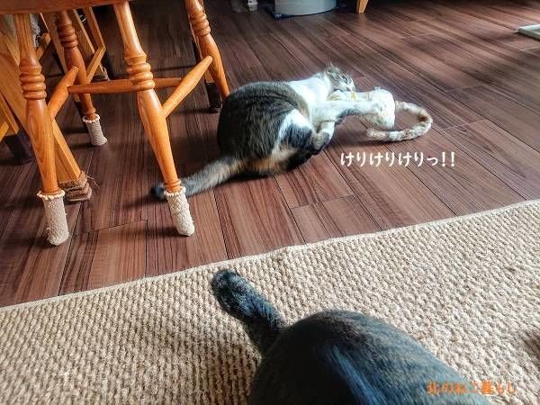 北のねこ暮らし