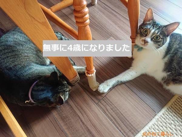 北のねこ暮らし