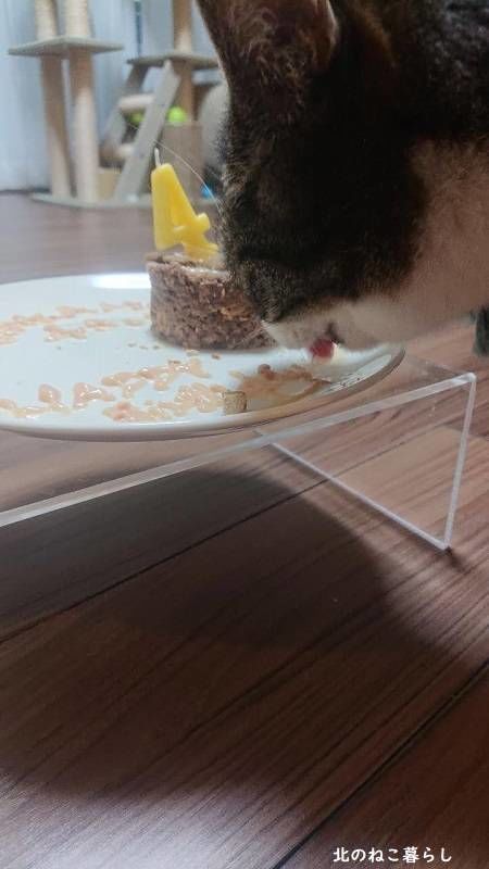 北のねこ暮らし