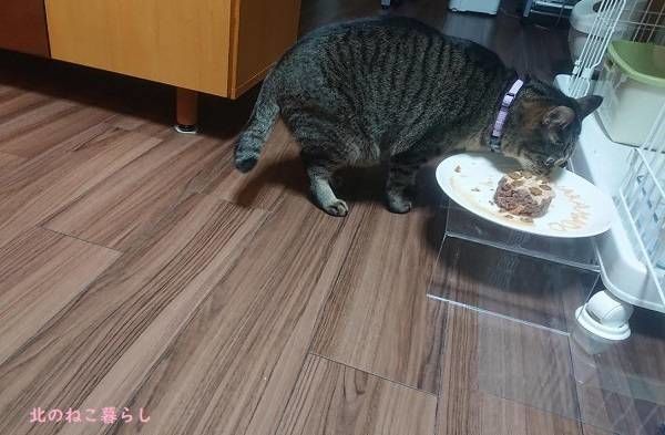 北のねこ暮らし