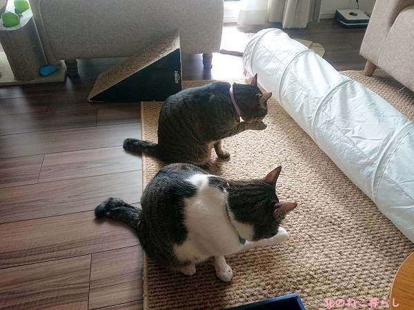 北のねこ暮らし