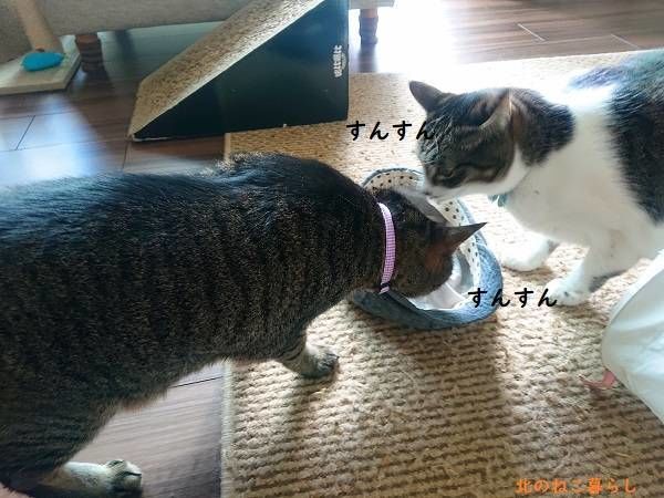 北のねこ暮らし