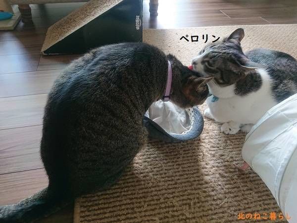 北のねこ暮らし