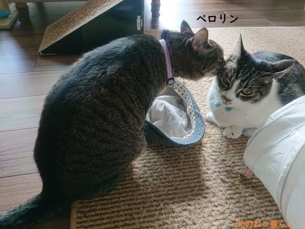 北のねこ暮らし