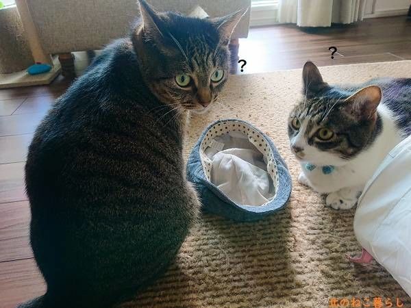 北のねこ暮らし