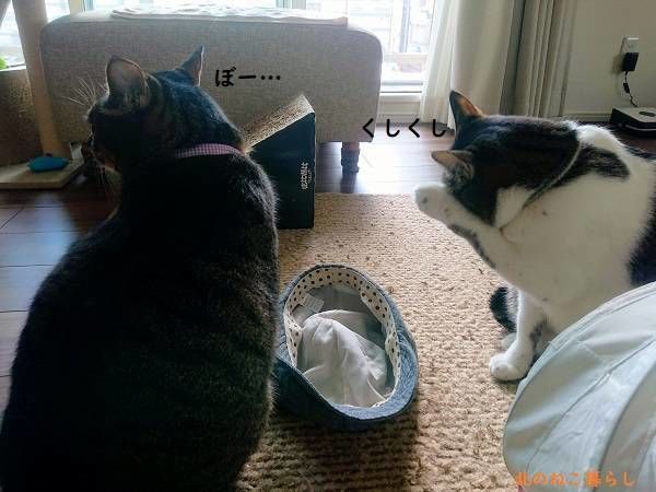 北のねこ暮らし