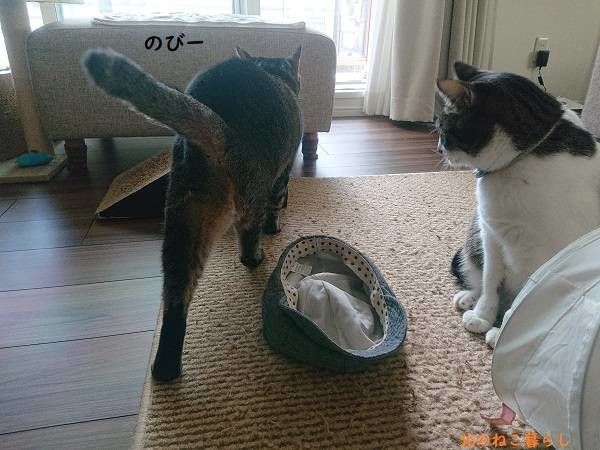 北のねこ暮らし
