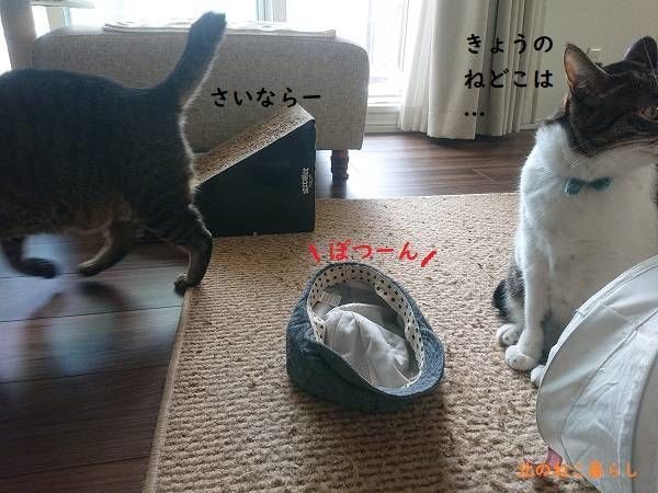 北のねこ暮らし