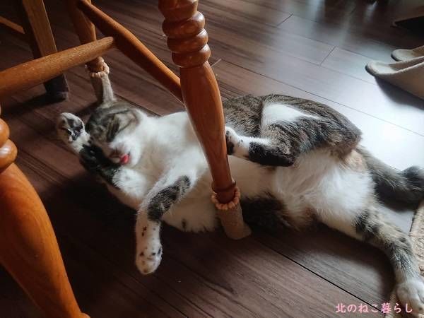 北のねこ暮らし