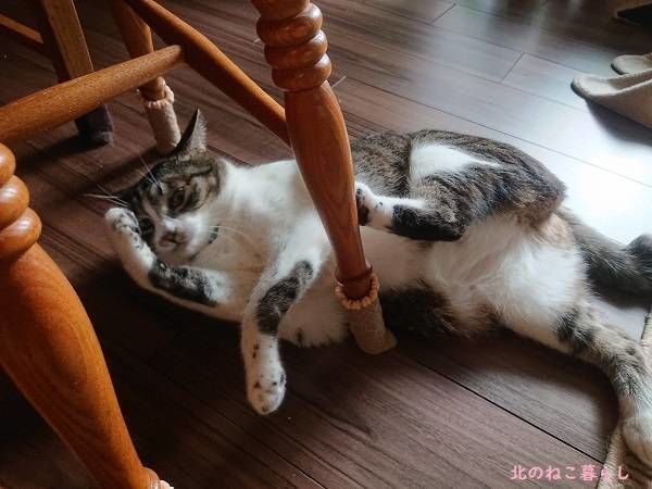 北のねこ暮らし