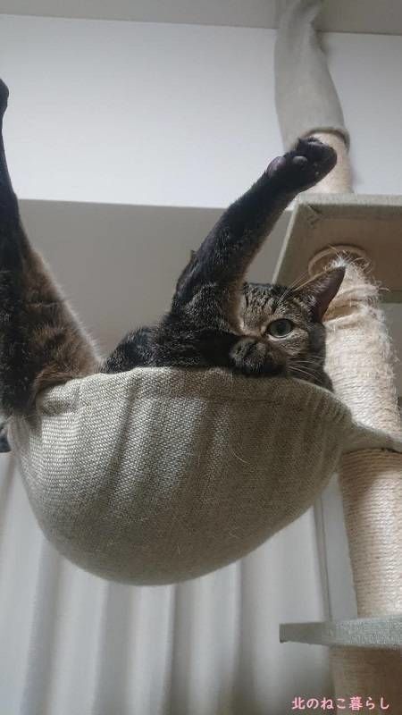 北のねこ暮らし