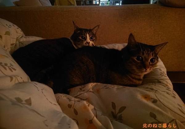 北のねこ暮らし