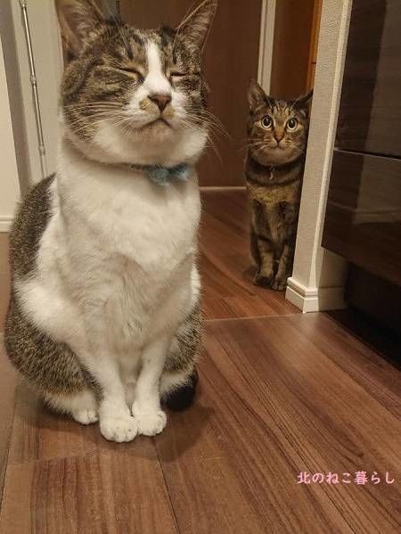 北のねこ暮らし