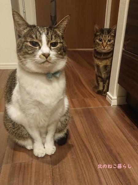 北のねこ暮らし