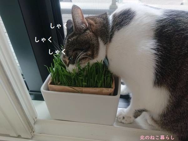猫草と猫