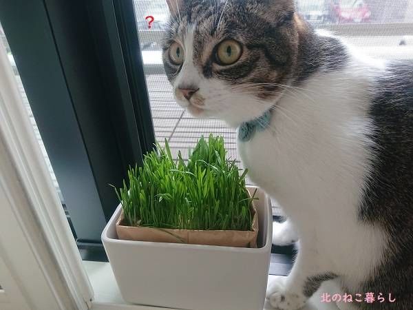 猫草　無印良品